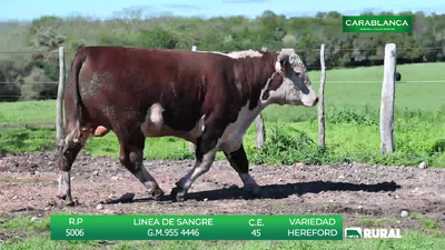 Lote TOROS HEREFORD