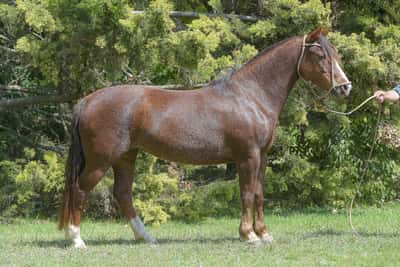 Lote Yubely Coquefuero