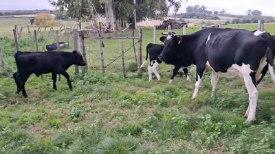 Lote PIEZAS DE CRIA