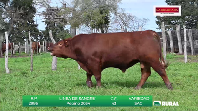 Lote TOROS RED ANGUS