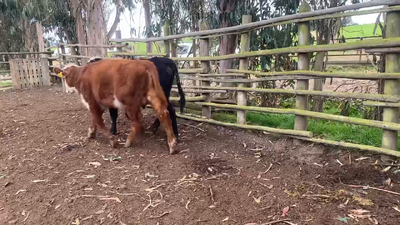 Lote 25 Ternero en Casablanca, V  Región Valparaíso