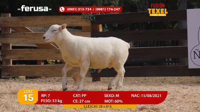 Lote Lote 15