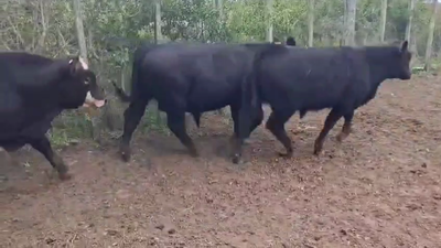 Lote TERNEROS