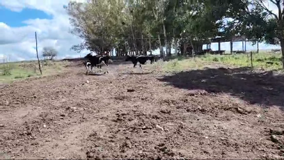 Lote 4 Piezas de cría 380kg - , San José