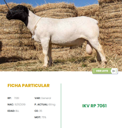 Lote LOTE 33
