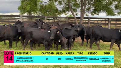 Lote LOTE 14 - 25 VAQUILLAS PREÑADAS CBO 0