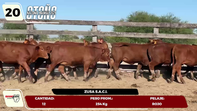 Lote LOTE 20