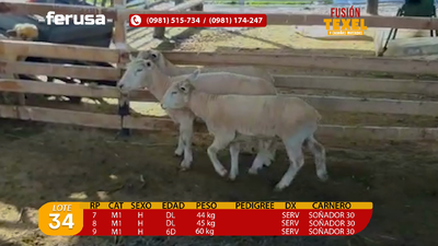 Lote Lote 34
