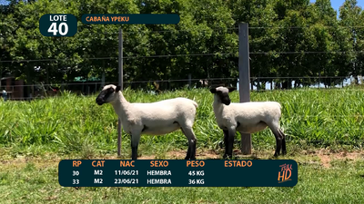 Lote LOTE 40