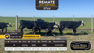 Lote 16 Terneros y Terneras en Otra Localidad, Soriano