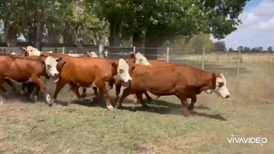Lote 58 Novillitos