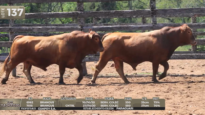 Lote LOTE 137
