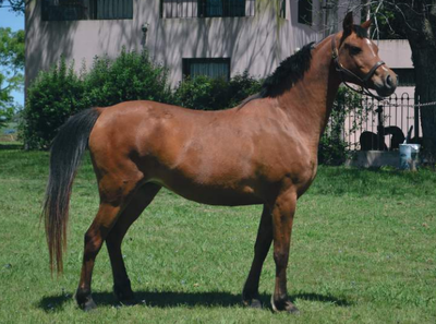 Lote DUYLARK HDT