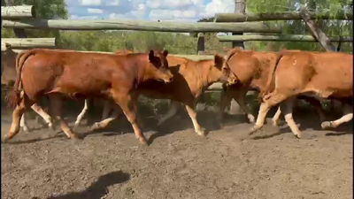 Lote TERNEROS Y TERNERAS