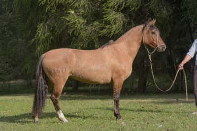 Lote Yubely General