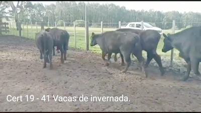 Lote (Vendido)41 Vacas de Invernada 37 ANGUS -  4AA/ BR 350kg -  en PARAJE RINCON DE PEREZ, RUTA 26 KM 80, A 96 KM DE  PAYSANDU Y A 165KM DE TACUAREMBÓ.