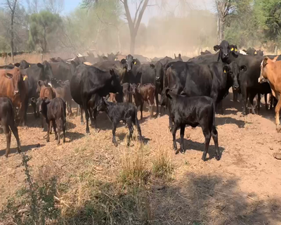 Lote 55 Vacas nuevas C/ cria en Juan José Castelli, Chaco