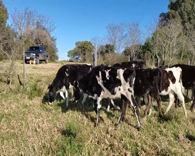 Lote (Vendido)10 Terneras 4 KIWY,  1 NO X HO, 1 HE X HO,  4 HO 123kg - , Colonia