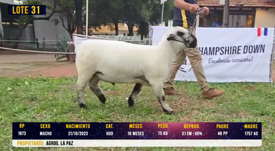 Lote LOTE 31