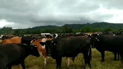 Lote 48 Novillo Gordo en Mariquina, XIV Región Los Ríos