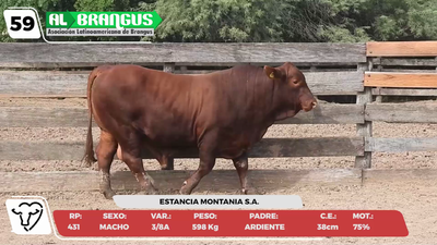 Lote LOTE 59 -CAMPO