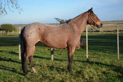 Lote Juguetona del Paso