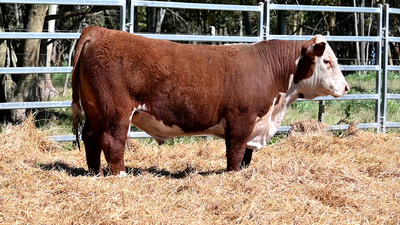 Lote 3 Toros POLLED HEREFORD, Montevideo