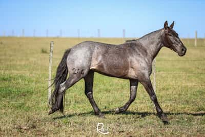 Lote Bohemio Don Salvador