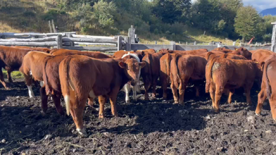 Lote 45 Ternero en Coyhaique, XI Región Aysén