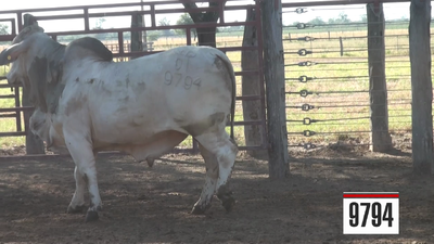 Lote Brahman
