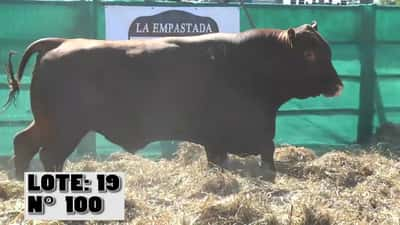 Lote 3 Toros, Durazno