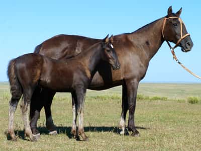 Lote Chirca