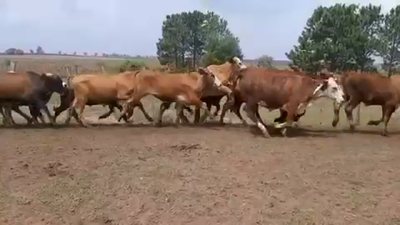 Lote 100 Novillos en Santo Tomé, Corrientes