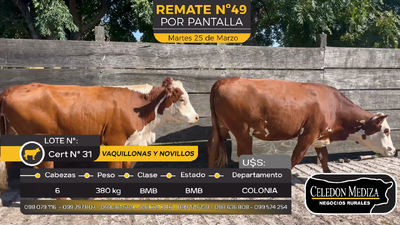 Lote 6 Novillos y vaquillonas  en Paso Antolín, Colonia