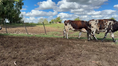 Lote VACAS DE INVERNADA