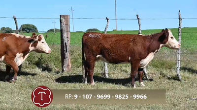  Lote 5 Vientres preñados