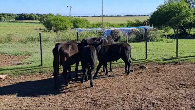 Lote PIEZAS DE CRIA