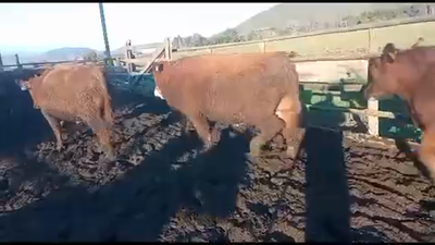 Lote 20 Novillo Gordo en Melipilla, Región Metropolitana