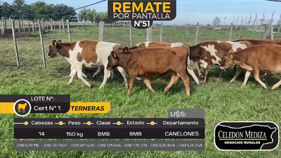 Lote 14 Terneras en Juanicó, Canelones