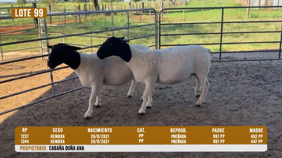Lote LOTE 99