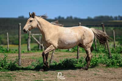 Lote Almendra Cahuel