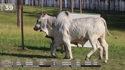 Lote LOTE 39 - EN VIVO