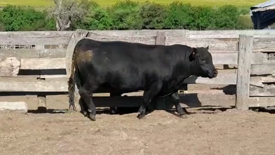 Lote TORO PI