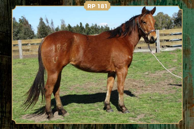 Lote DOÑA ADELA 181