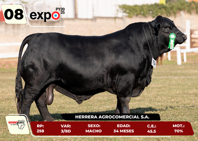 Lote LOTE 8