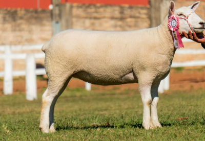 Lote LOTE 30