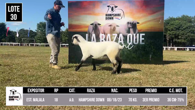 Lote LOTE 30 - BOZAL