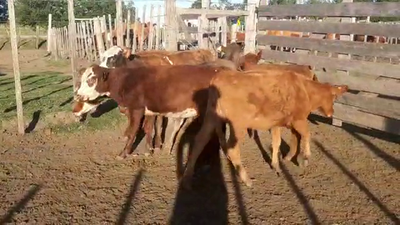 Lote 9 Terneras CRUZA 160kg - , San José