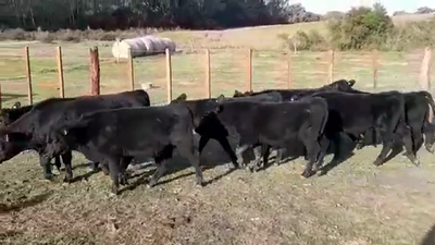 Lote TERNEROS