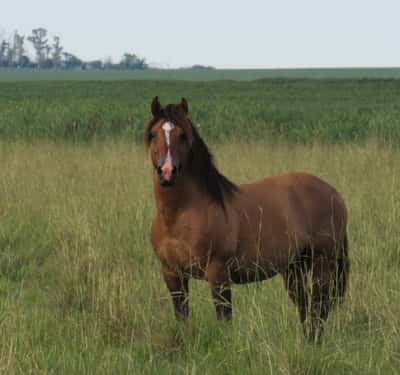 Lote Ronquido Don Miguel
